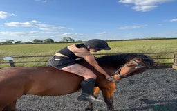 Arabian horse horses for sale: 15.3 gelding looking for a new home - Image 5