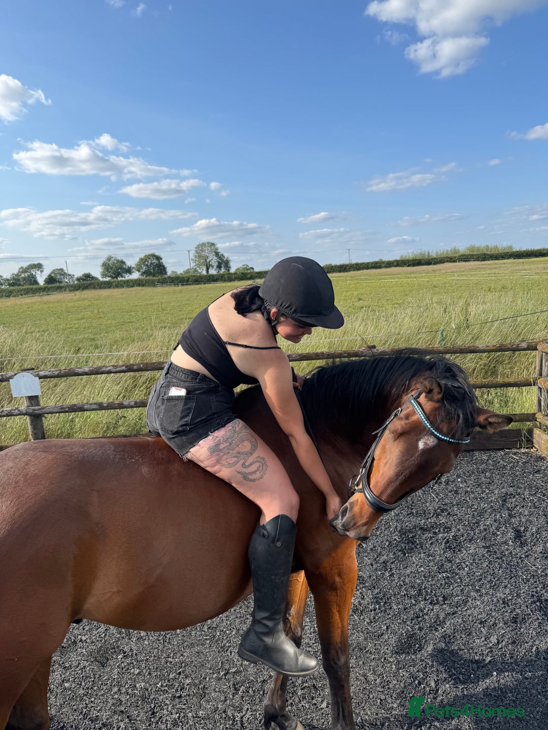 Arabian horse horses for sale: 15.3 gelding looking for a new home - Image 5