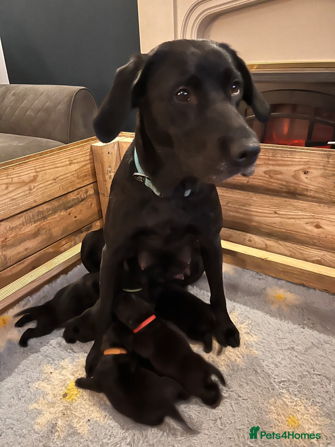 Labrador Retriever dogs for sale: Black Labrador puppies in Belper - Advert 6