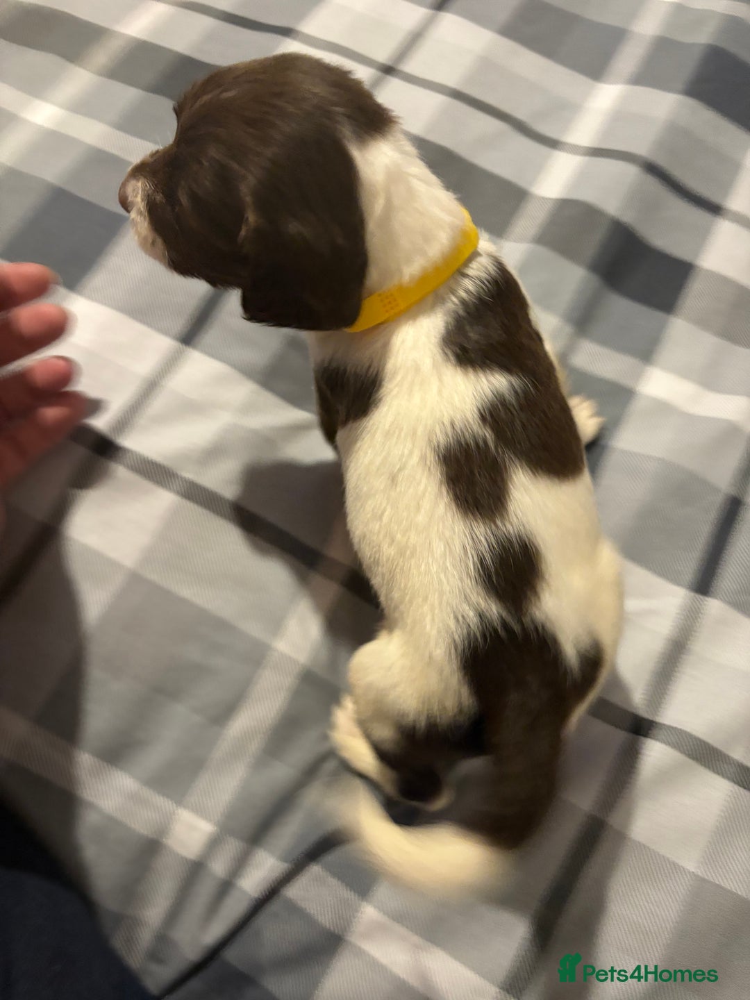 English Springer Spaniel dogs for sale: KC Registered English Springer Spaniel Puppies - Image 4