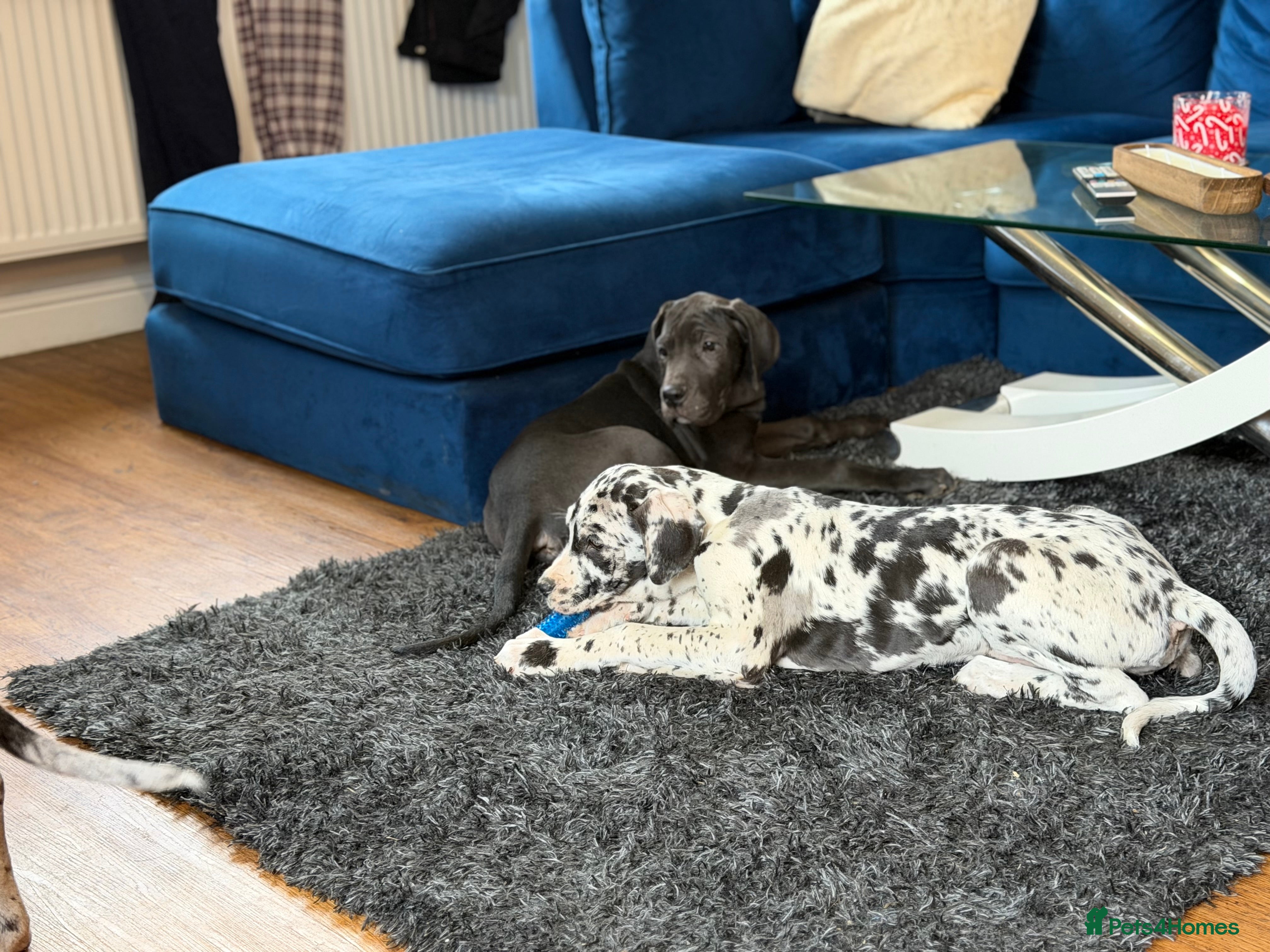 Great Dane dogs “””””REDUCED””””kc registered Great Danes  - Advert 1