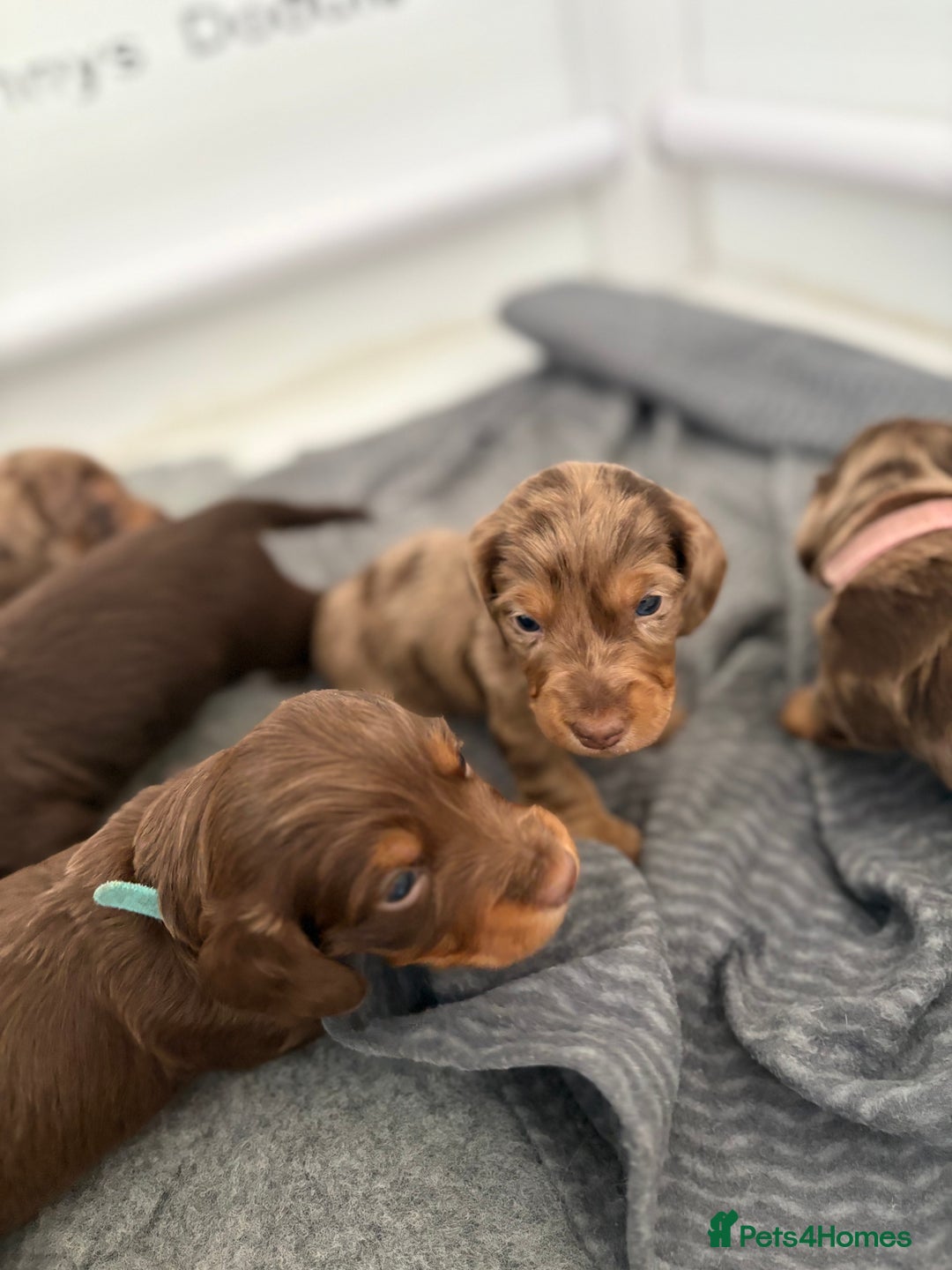 Dachshund dogs for sale: Dachshund puppies for sale  - Image 4