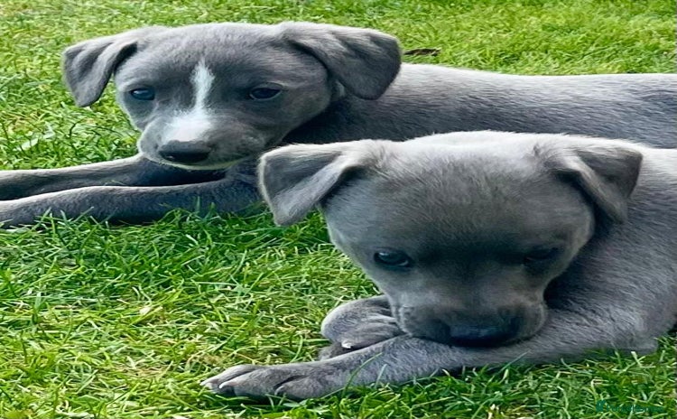 Whippet dogs - Advert 3