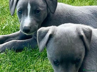 Whippet dogs - Advert 9