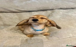 Miniature Dachshund dogs for sale:  LAST ONE - Long Haired Miniature Dachshund - Image 1