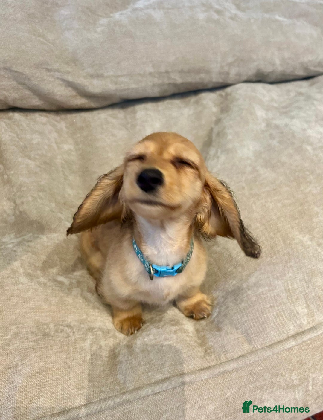 Miniature Dachshund dogs for sale:  LAST ONE - Long Haired Miniature Dachshund - Image 1