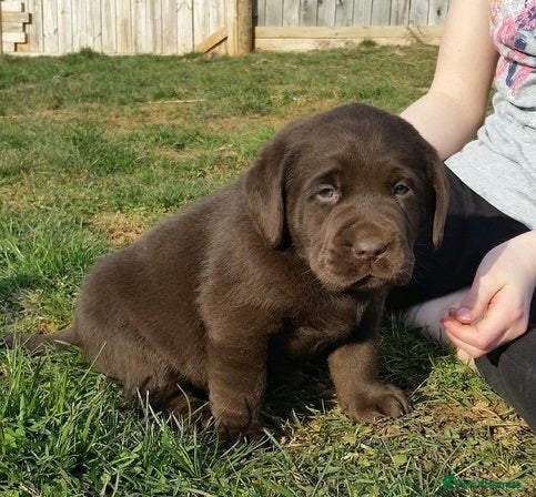 Labrador Retriever dogs hansome loving labrador retriever boy - Advert 1