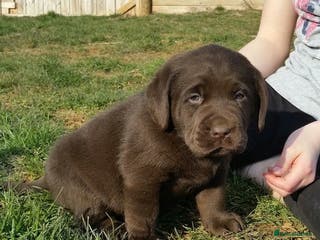 Labrador Retriever dogs hansome loving labrador retriever boy - Advert 1