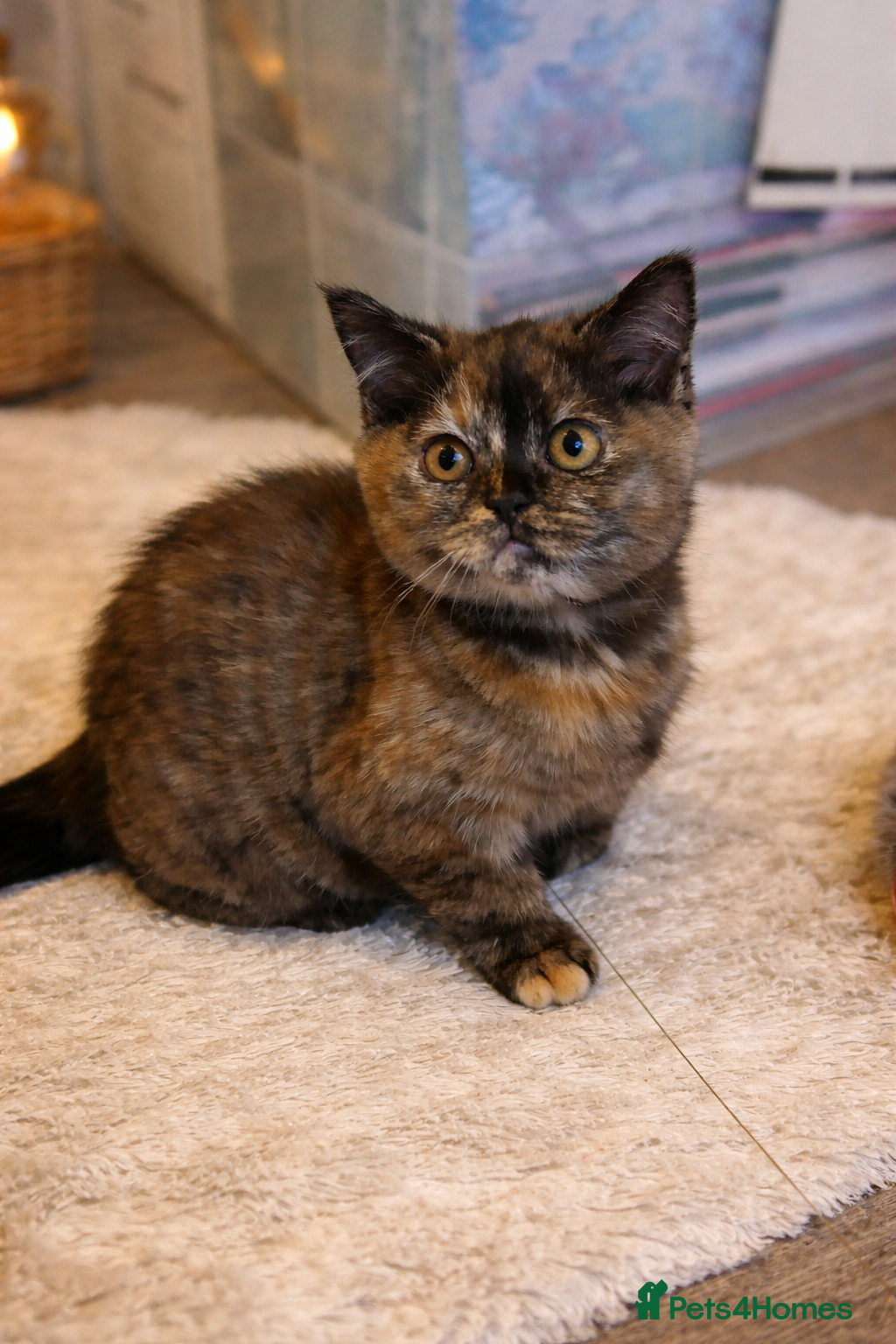 British Shorthair cats Beautiful British Shorthair Tortie Girl  - Advert 6