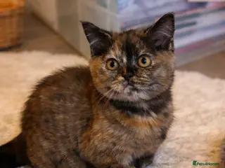 British Shorthair cats Beautiful British Shorthair Tortie Girl - Advert 6