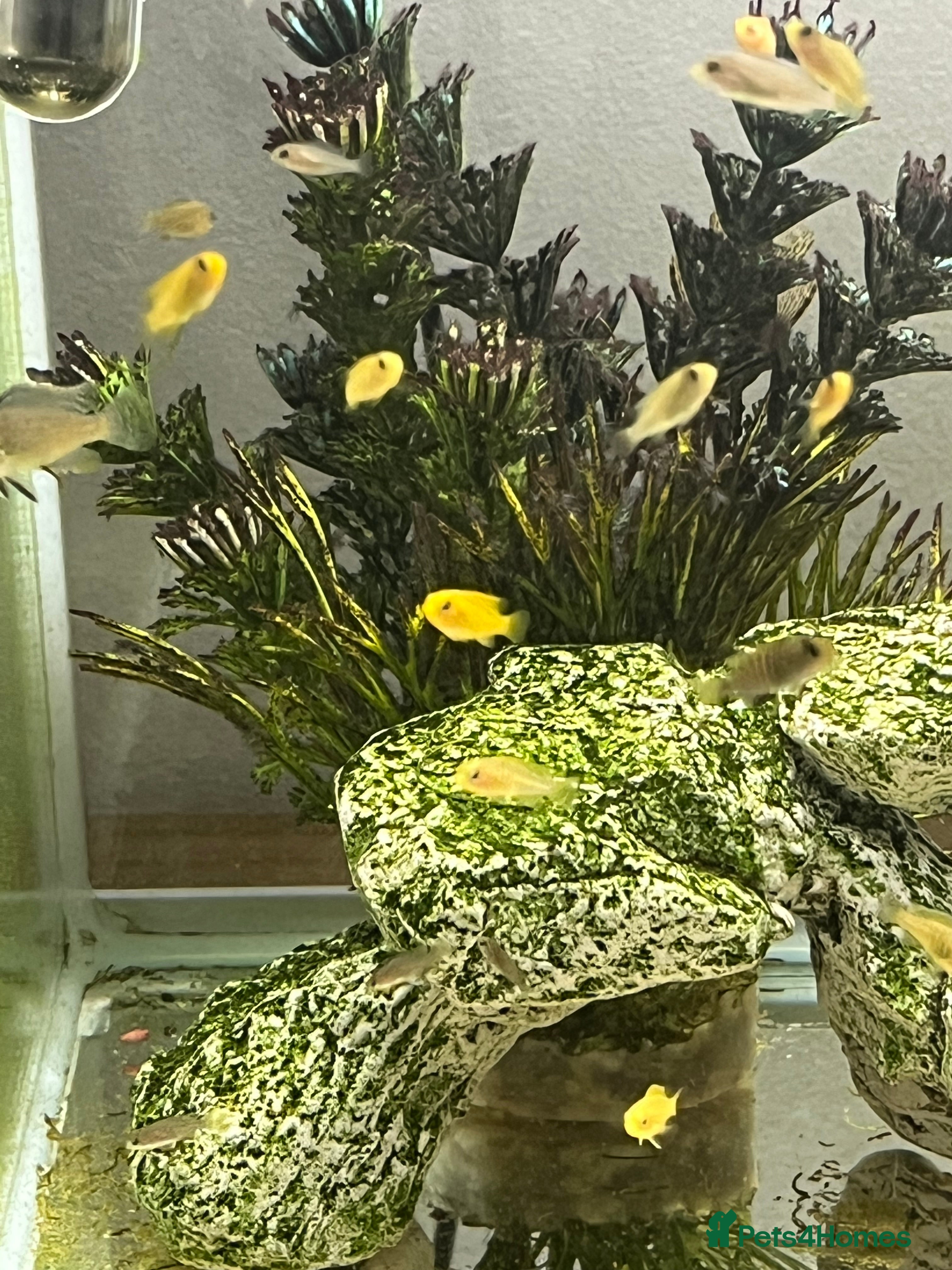 Cichlids fish Yellow lab cichlids in Teddington - Advert 4