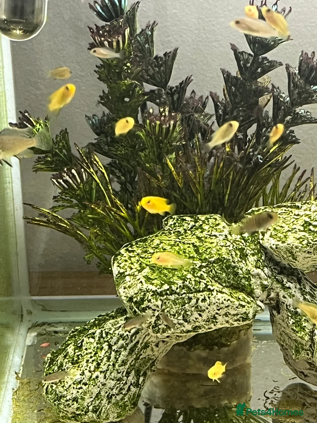 Cichlids fish for sale: Yellow lab cichlids in Teddington - Advert 1