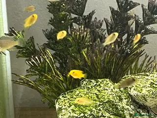 Cichlids fish Yellow lab cichlids in Teddington - Advert 4