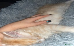 Maine Coon cats for sale: TICA registered Maine coon kittens  - Image 18