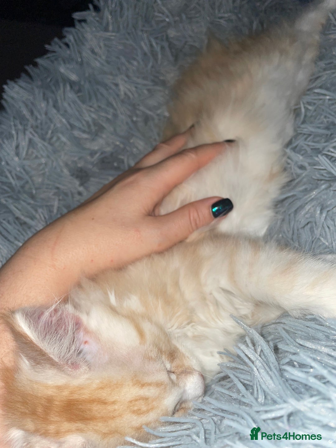 Maine Coon cats for sale: TICA registered Maine coon kittens  - Image 18