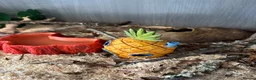 King Snake reptiles for sale: Female Mexican Black King Snake in Paignton - Advert 4