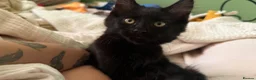 Mixed Breed cats for sale: Two adorable boys kittens left  - Advert 7