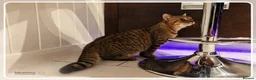 British Shorthair cats for sale: Chocolate British Shorthair Girl - Advert 5