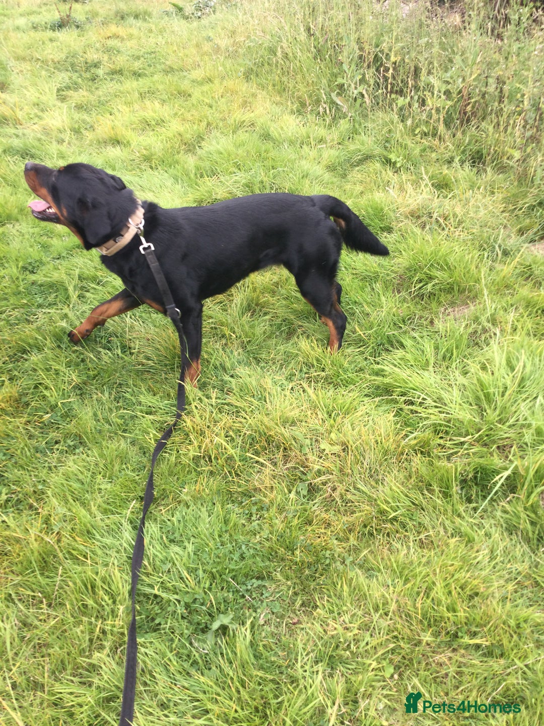 Mixed Breed dogs for sale: Rottweiler cross  - Image 5