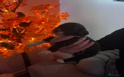 Sproodle dogs for sale: F2 Sproodle Puppies - Image 19