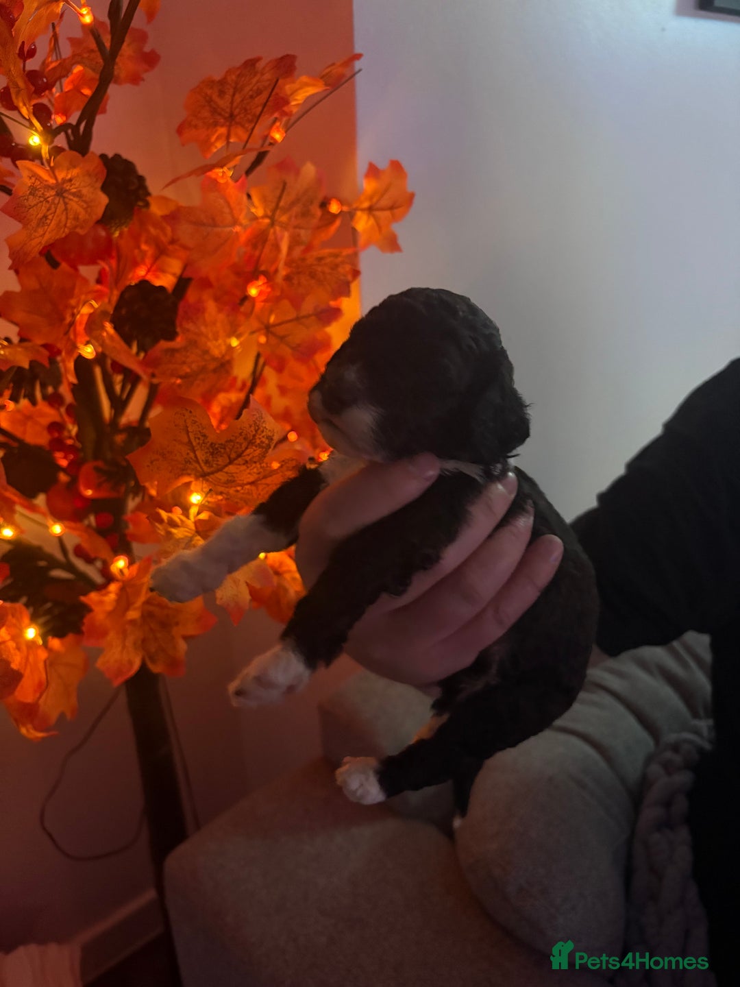 Sproodle dogs for sale: F2 Sproodle Puppies - Image 19