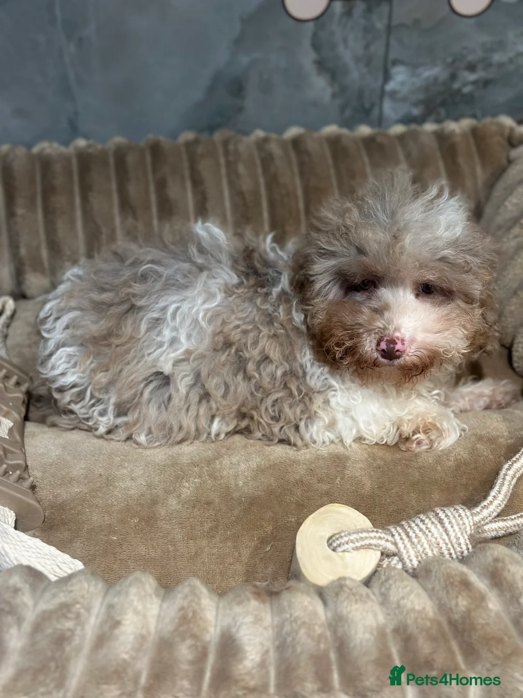 Cavapoo dogs for sale: Exceptional F2 Cavapoo Puppies - HomeRaised  - Advert 20