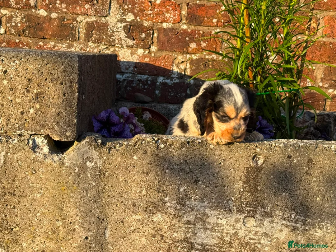 Cockapoo dogs for sale: 8 weeks old f1 cockapoo puppies ready now  - Advert 1