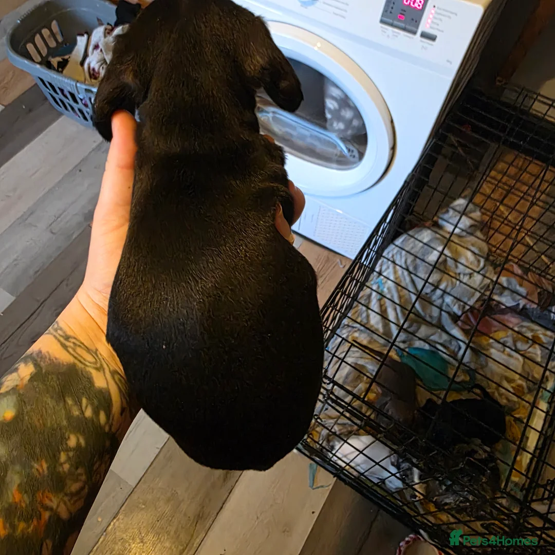 Dachshund dogs for sale: Smooth miniature dachshund boy for sale  - Advert 6