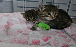 European cats for sale: 4 beautiful kittens looking for the New 🤎 home  - Image 20