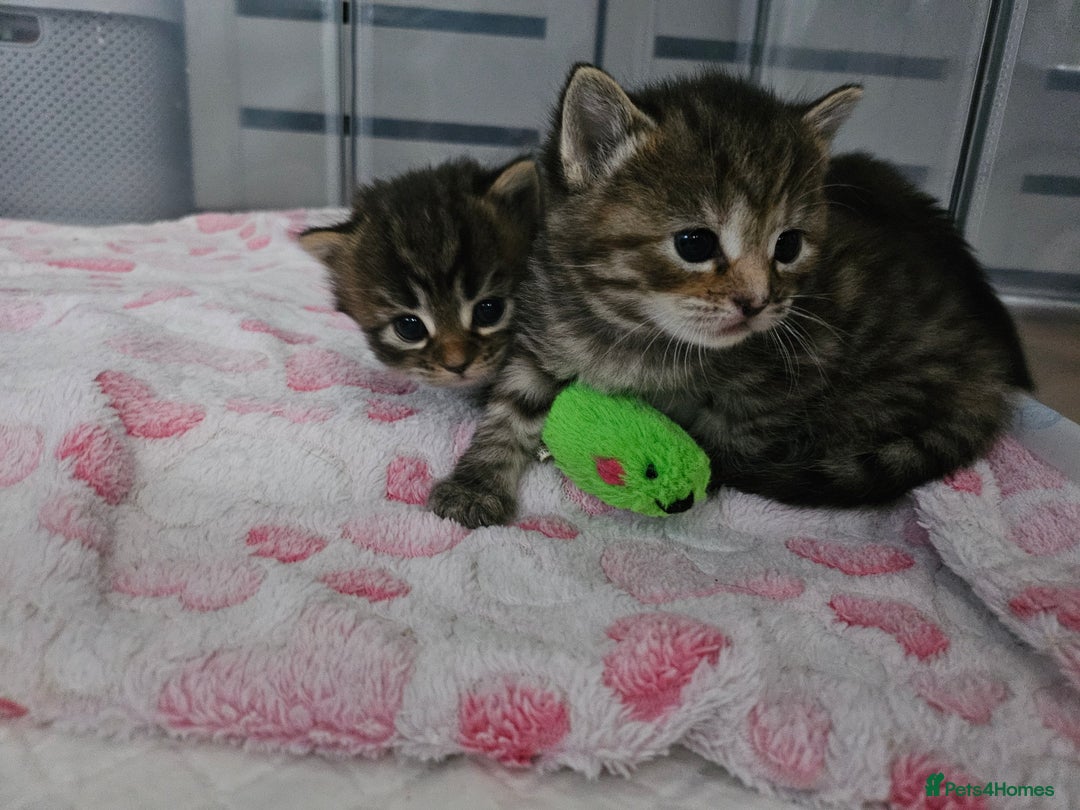 European cats for sale: 4 beautiful kittens looking for the New 🤎 home  - Image 20