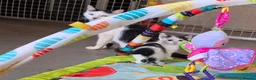 Mixed Breed cats for sale: Adorable Kittens Ready for their forever Homes - Advert 18