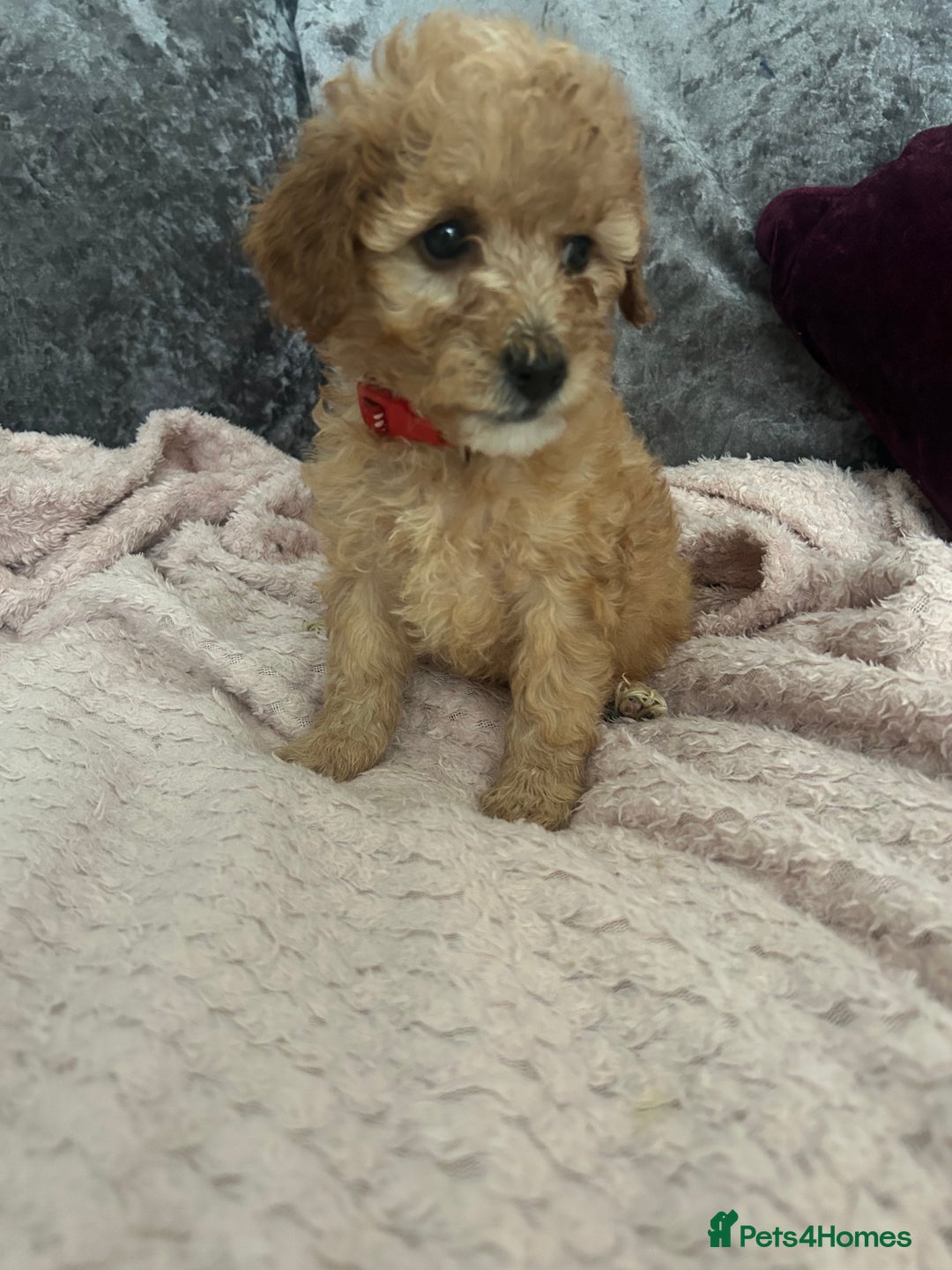 Cavapoo dogs for sale: Girl cavapoo - Advert 2