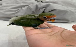 Lovebirds birds for sale: Hand-Reared Baby Peach-Faced Lovebird - Image 4