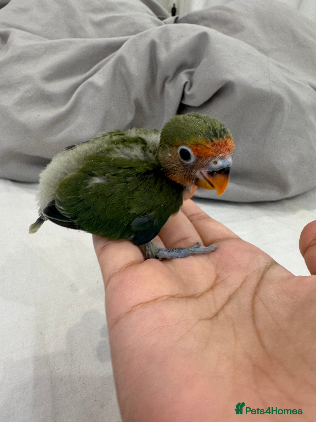 Lovebirds birds for sale: Hand-Reared Baby Peach-Faced Lovebird - Image 4