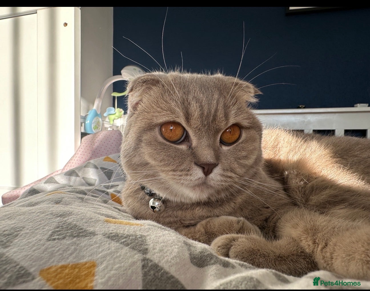 Scottish Fold cats Toby Scottish cat - Advert 2