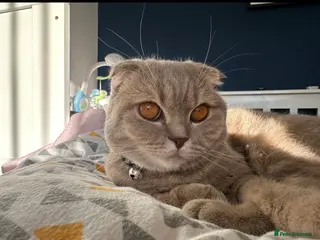 Scottish Fold cats Toby Scottish cat - Advert 1