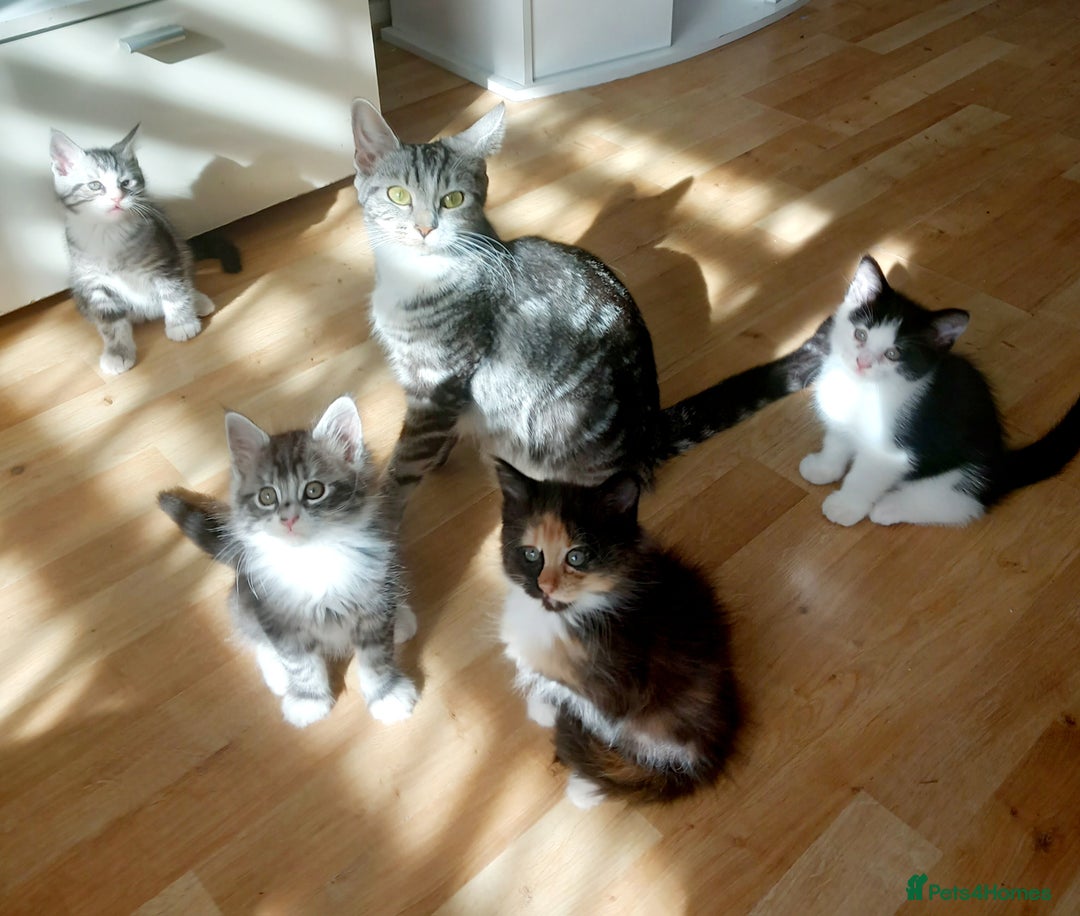 Mixed Breed cats for sale: Mainecoon and Forest Norwegian mixed kittens - Image 13