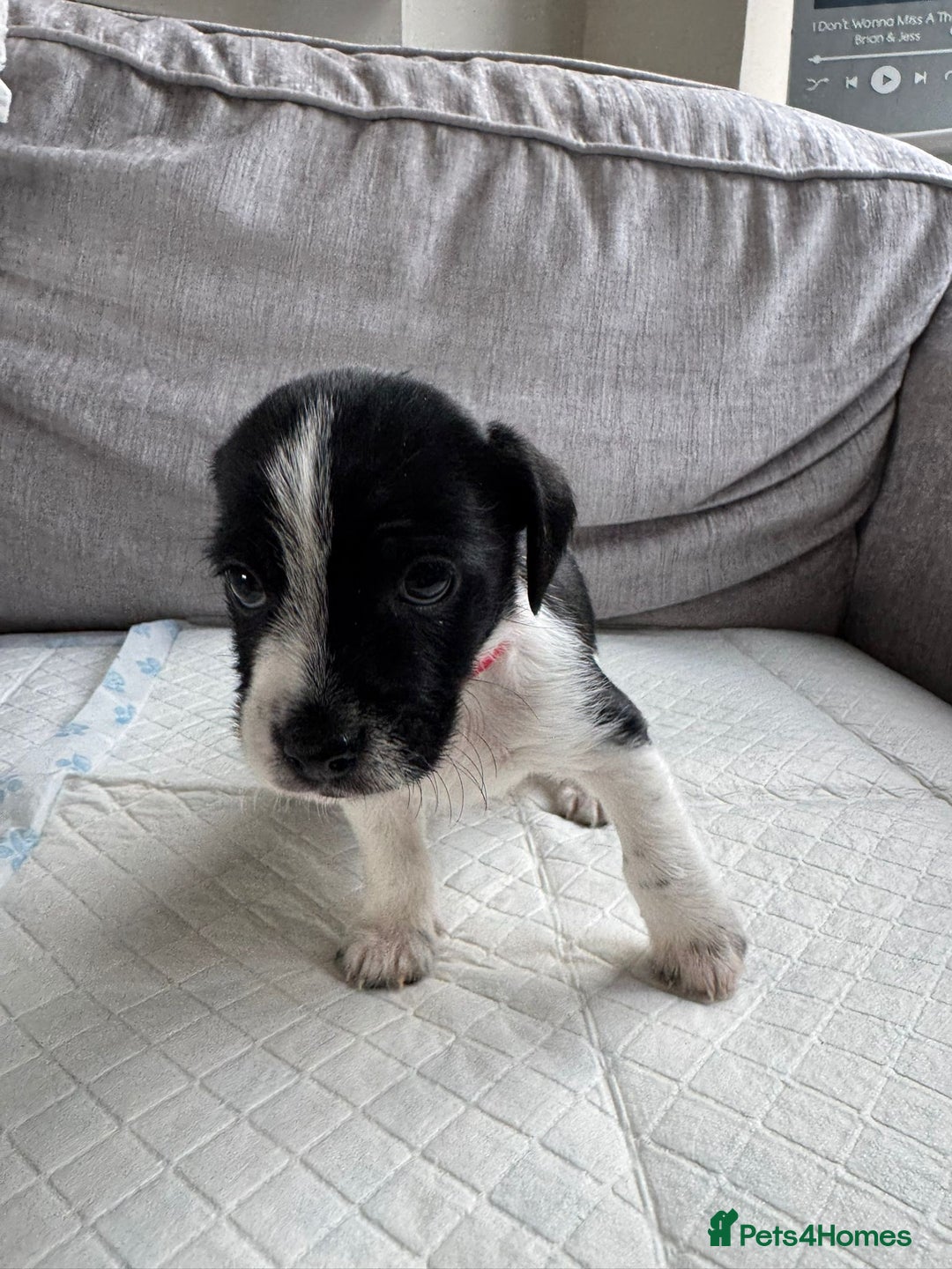Mixed Breed dogs for sale: cavalier king charles X jack russell puppies  - Advert 5