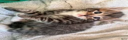 Mixed Breed cats for sale: Beautiful kittens - Advert 9