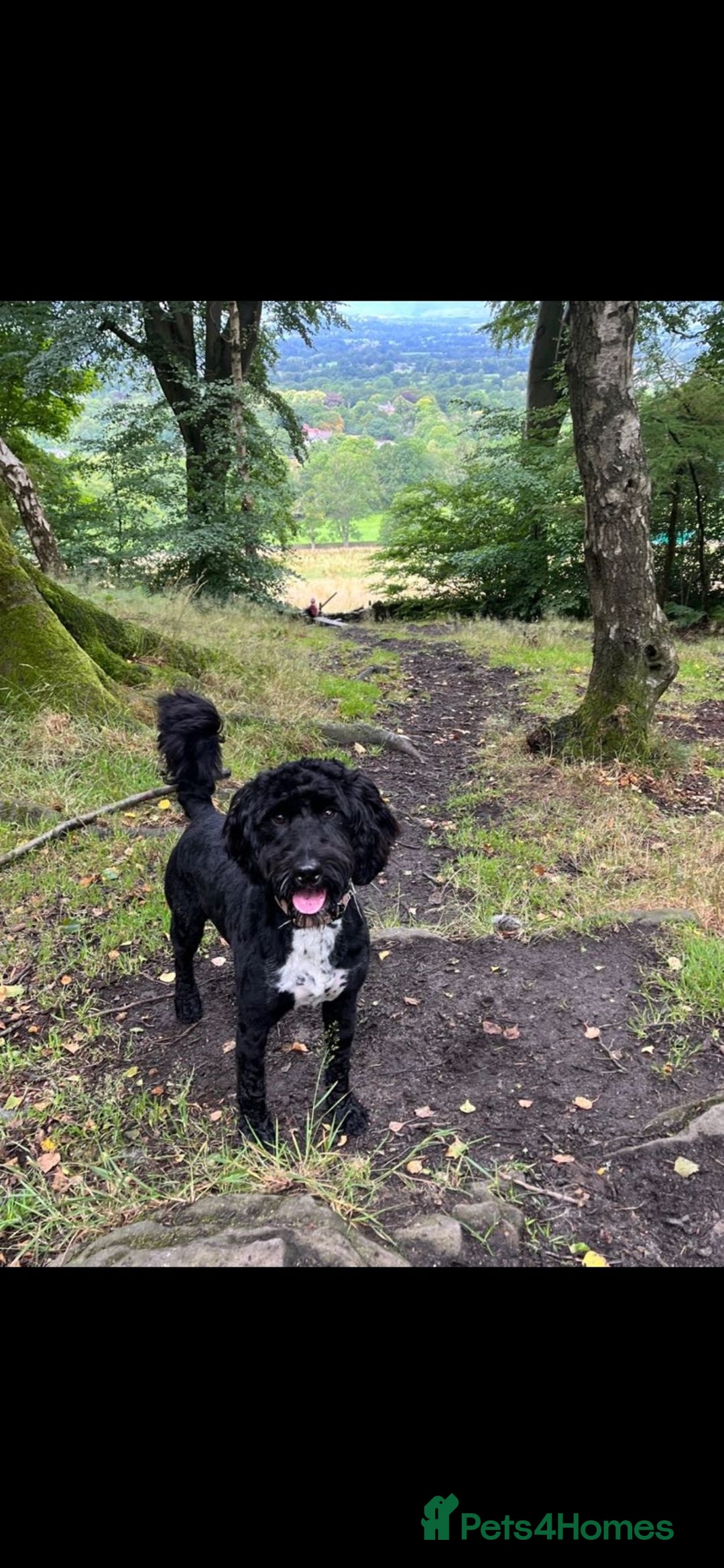 Cockapoo dogs for sale: F1 Cockapoo Puppies – 6 Newborn Pups - Advert 2