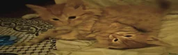 Mixed Breed cats for sale: Elven Bengal Kittens  - Advert 11