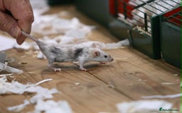 Mouse rodents for sale: Fancy mice - Image 6