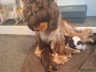 American Cocker Spaniel dogs American cocker spanials - Advert 3