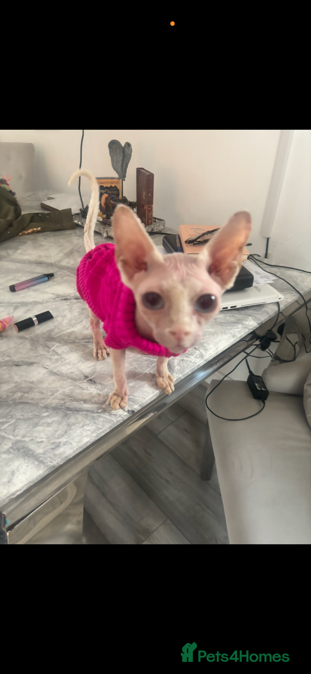 Sphynx cats for sale: Baby girl pixie 1 yrs 6 month - Image 4