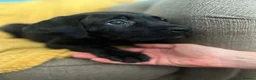 Cane Corso dogs for sale: Beautiful Purebred Cane corso puppies - Advert 19