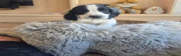 Cocker Spaniel dogs for sale: Working type Cocker Spaniels Ready now - Advert 10