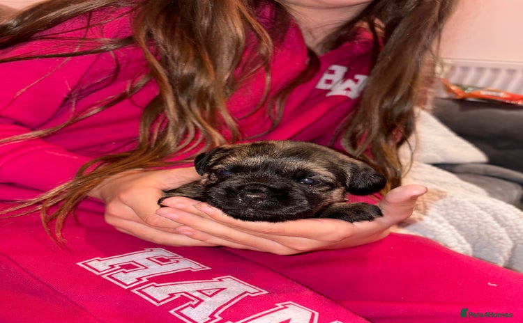 Border Terrier dogs Poppys pups! KC border terriers. Ready 4 Xmas  - Advert 2