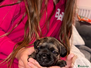 Border Terrier dogs Poppys pups! KC border terriers. Ready 4 Xmas - Advert 12