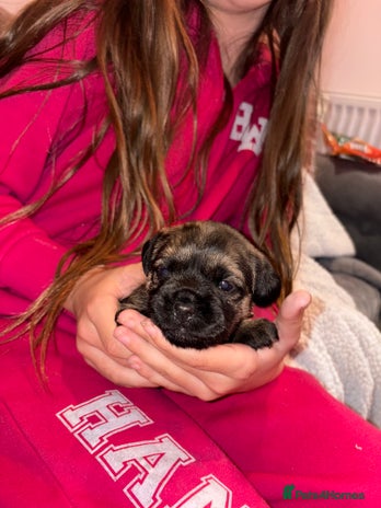 Border Terrier dogs Poppys pups! KC border terriers. Ready 4 ** - Advert 1