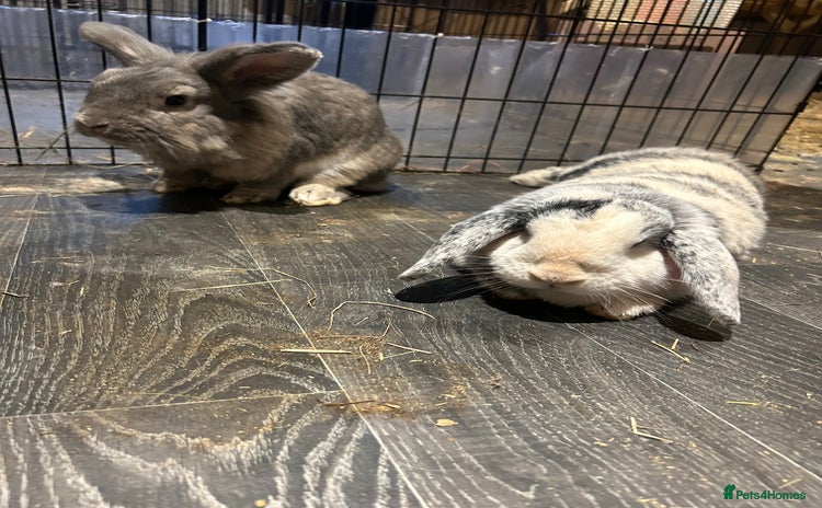 Mini Lop rabbits - Advert 7